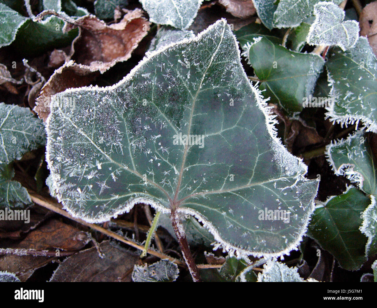 Macro di foglia di close-up di ammissione macro vista ravvicinata inverno verde lascia vuota Foto Stock