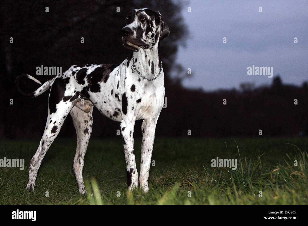 Cercare sguardo vedi vista guardando peeking guardando il cane cani maschi in acciaio collana Foto Stock