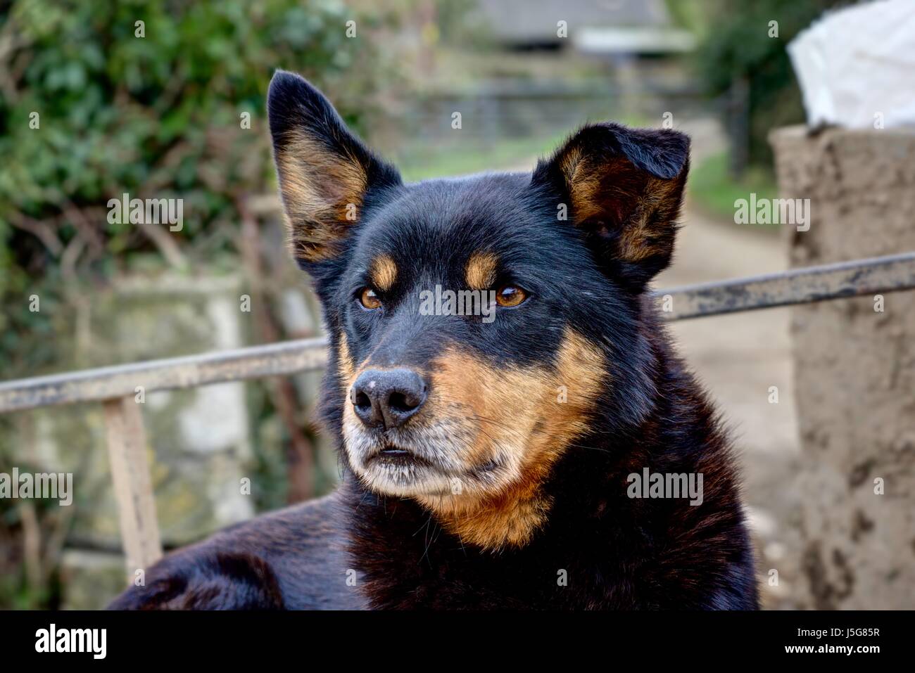 Un rendering bruscamente ritratto di 'Ross' Il kelpie Collie cane trasversale che lavora duro come un sheepdog prendendo un meritato riposo nella parte posteriore del rimorchio. Foto Stock