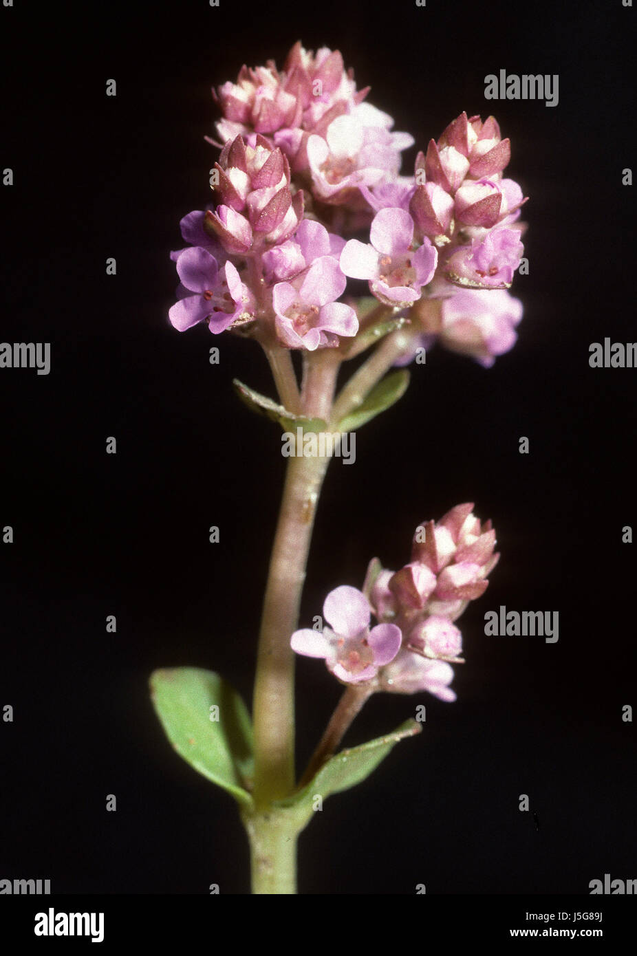 Piante e fiori natura flora blumenpflanze rotala rotundifolia lythraceae Foto Stock