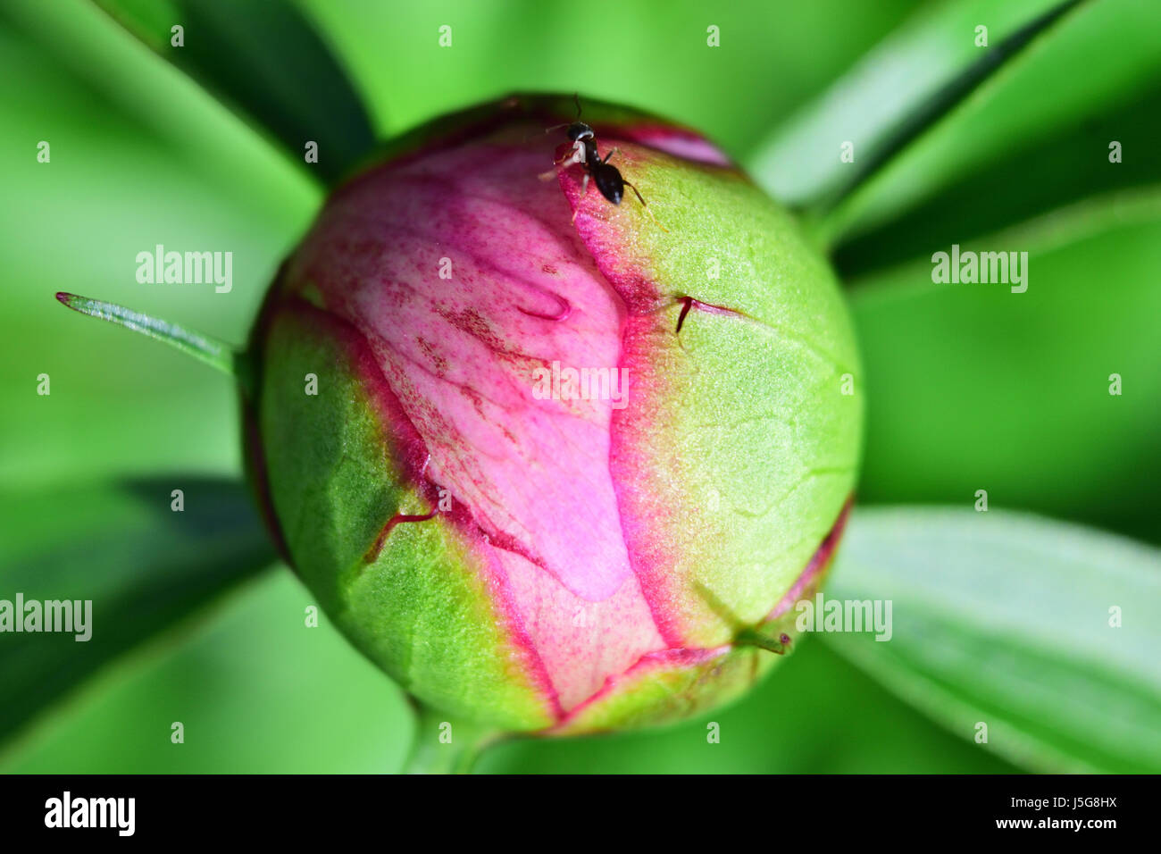 Una peonia bud circa a fiore con un occupato ant attraversamento su di esso; close-up shot. Foto Stock