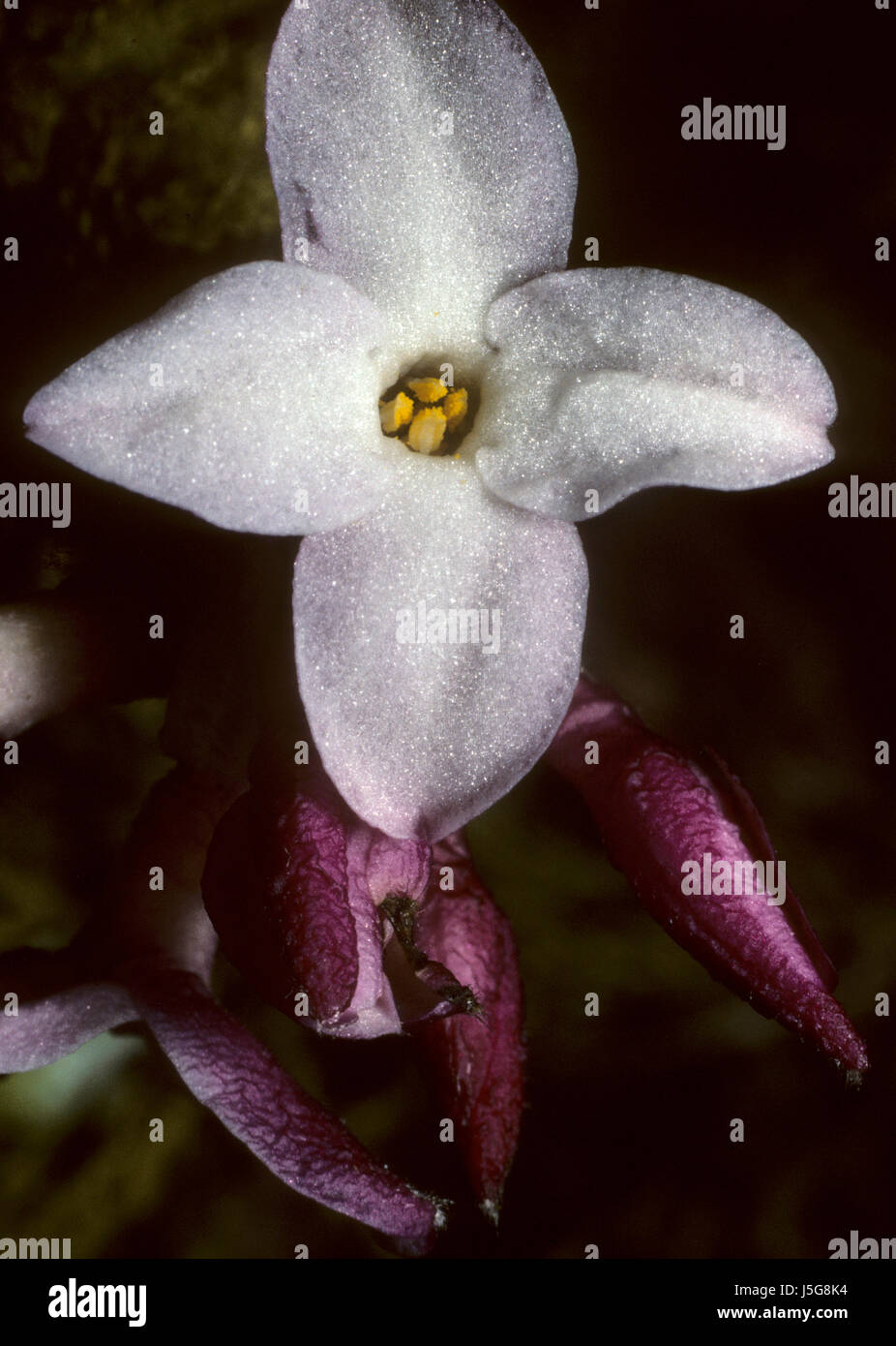 Flora,natura,pflanze,blume,blumenpflanze,daphne bholua,thymelaeaceae,kutumsang Foto Stock