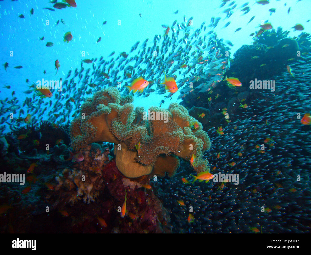 Nel reef è piena di vita Foto Stock