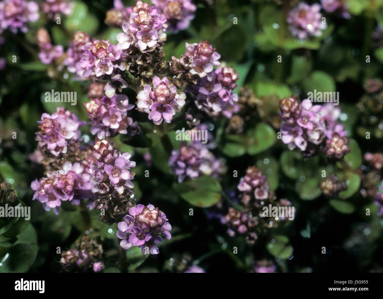 Piante e fiori flora verde viola la natura blumenpflanze rotala rotundifolia Foto Stock