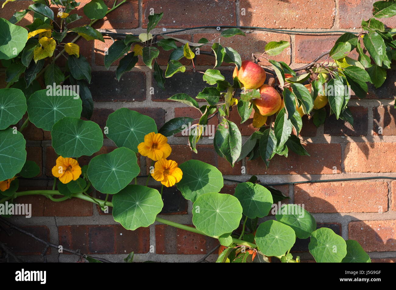 Giardino murato in autunno con le mele e i Nasturzi, Moreton Mill, Shawbury, Shropshire, Inghilterra, preso in una giornata di sole nel mese di ottobre Foto Stock