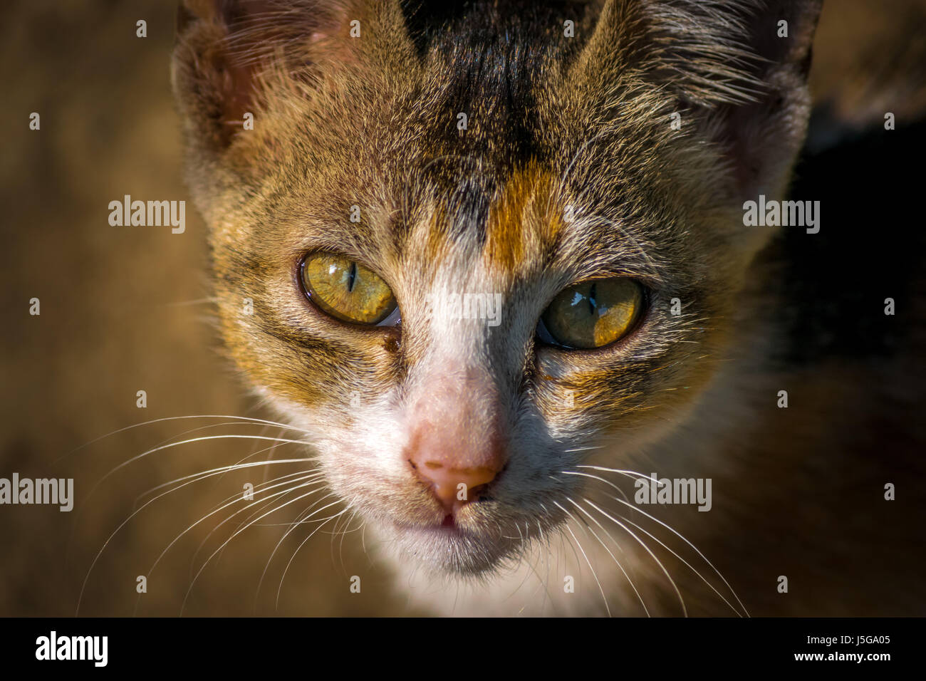 Gatto che fissa Foto Stock