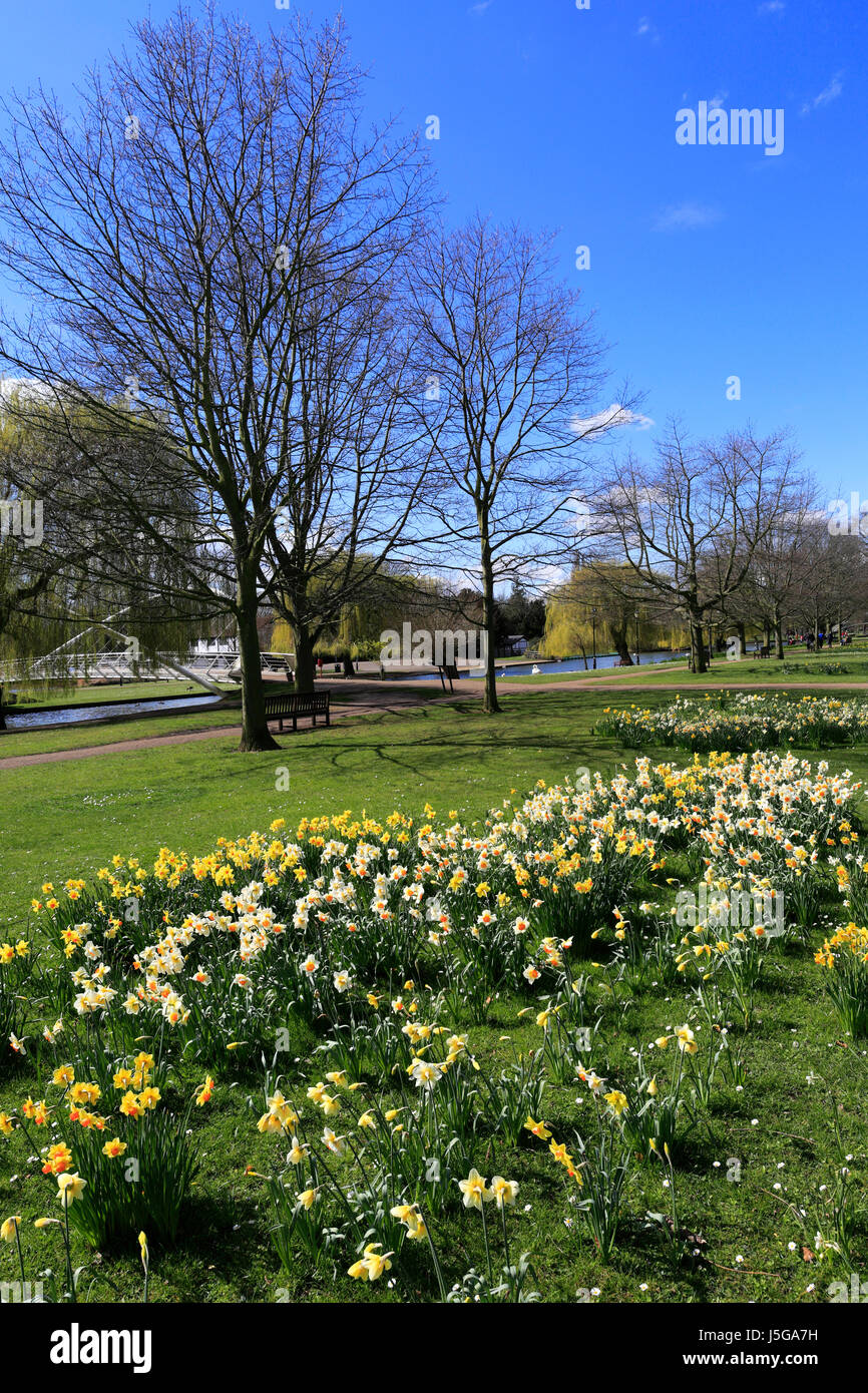Fiori di Primavera, il Fiume Great Ouse terrapieno di notte, Bedford città; Bedfordshire County, England, Regno Unito Foto Stock
