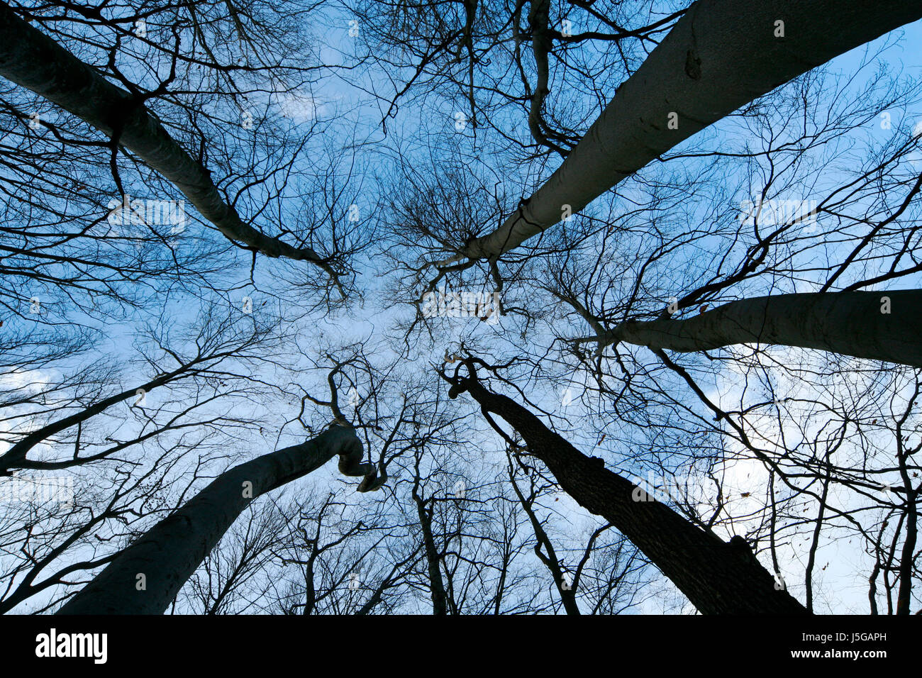 Verso l'alto gli alberi ad albero tronco ampio angolo di prospettiva prospettiva aspire lungimiranza Foto Stock