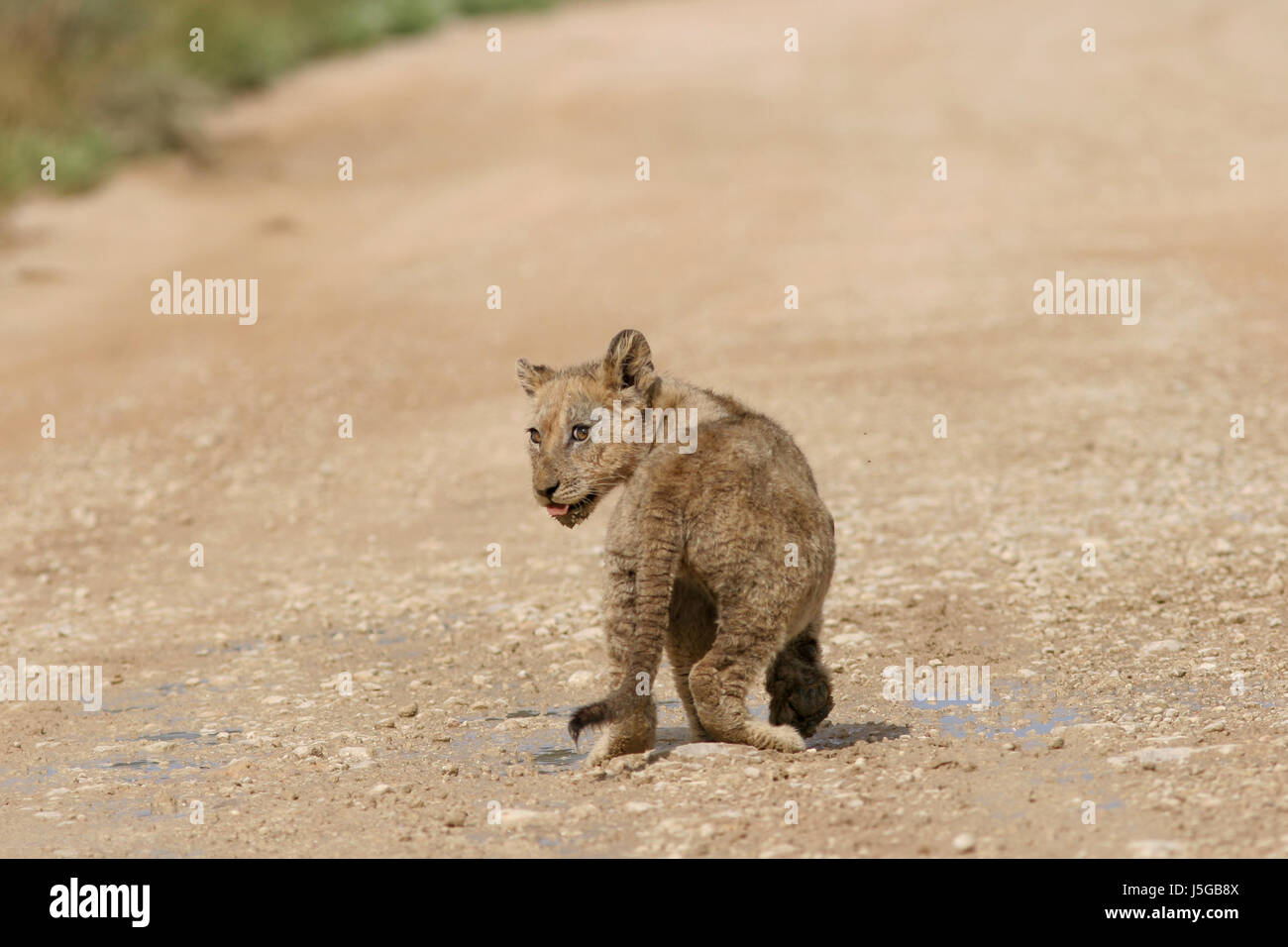 piccolo leone Foto Stock