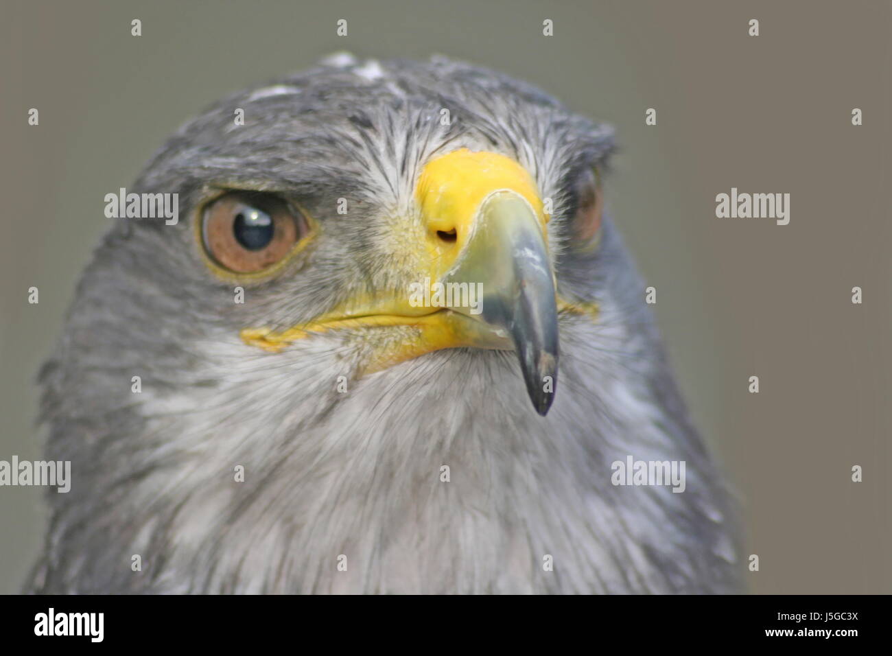 Macro Close-up di ammissione macro vista ravvicinata uccello organo occhio uccelli Uccelli rapaci Foto Stock