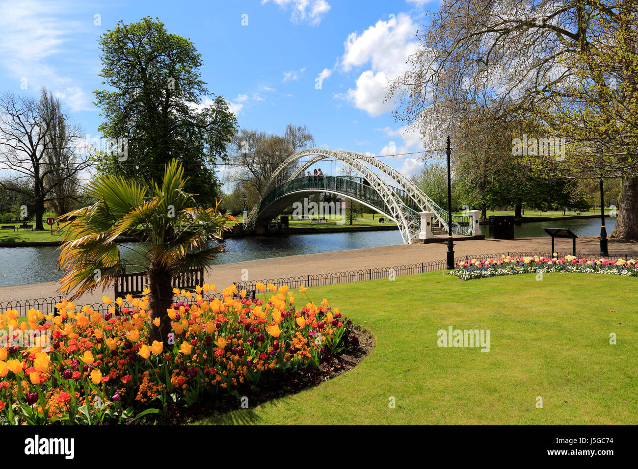 Fiori di Primavera, il Fiume Great Ouse terrapieno di notte, Bedford città; Bedfordshire County, England, Regno Unito Foto Stock