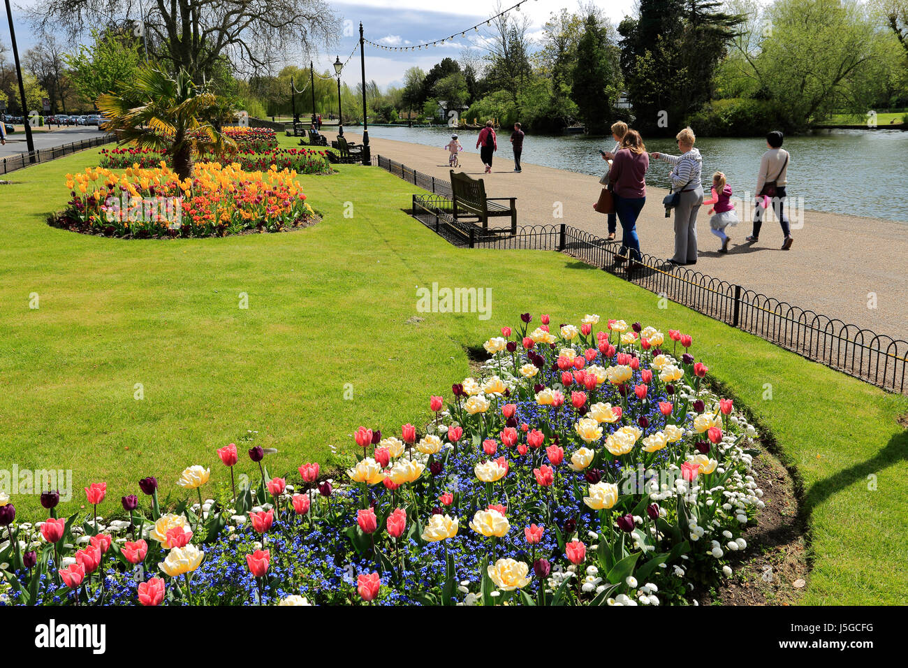 Fiori di Primavera, il Fiume Great Ouse terrapieno di notte, Bedford città; Bedfordshire County, England, Regno Unito Foto Stock