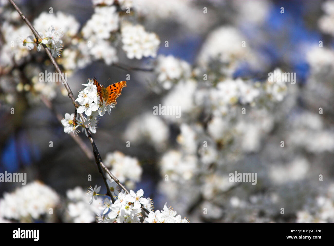 Bloom blossom fiorire fiorente butterfly molla polvere mele api apple Foto Stock