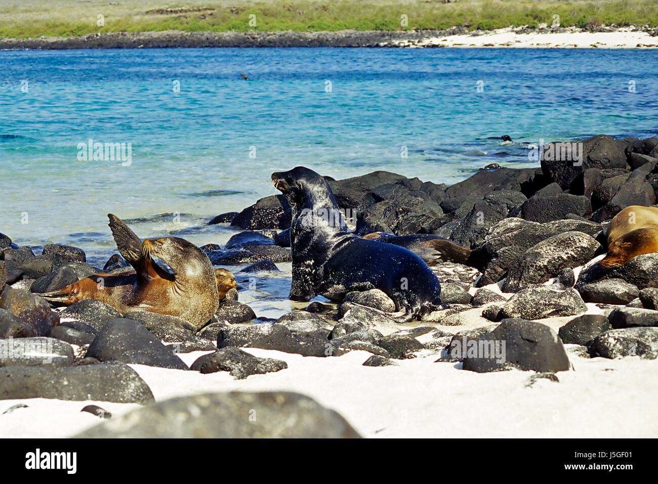 Parco nazionale di bull spiaggia mare spiaggia mare natura pelliccia-santuario dormire Foto Stock