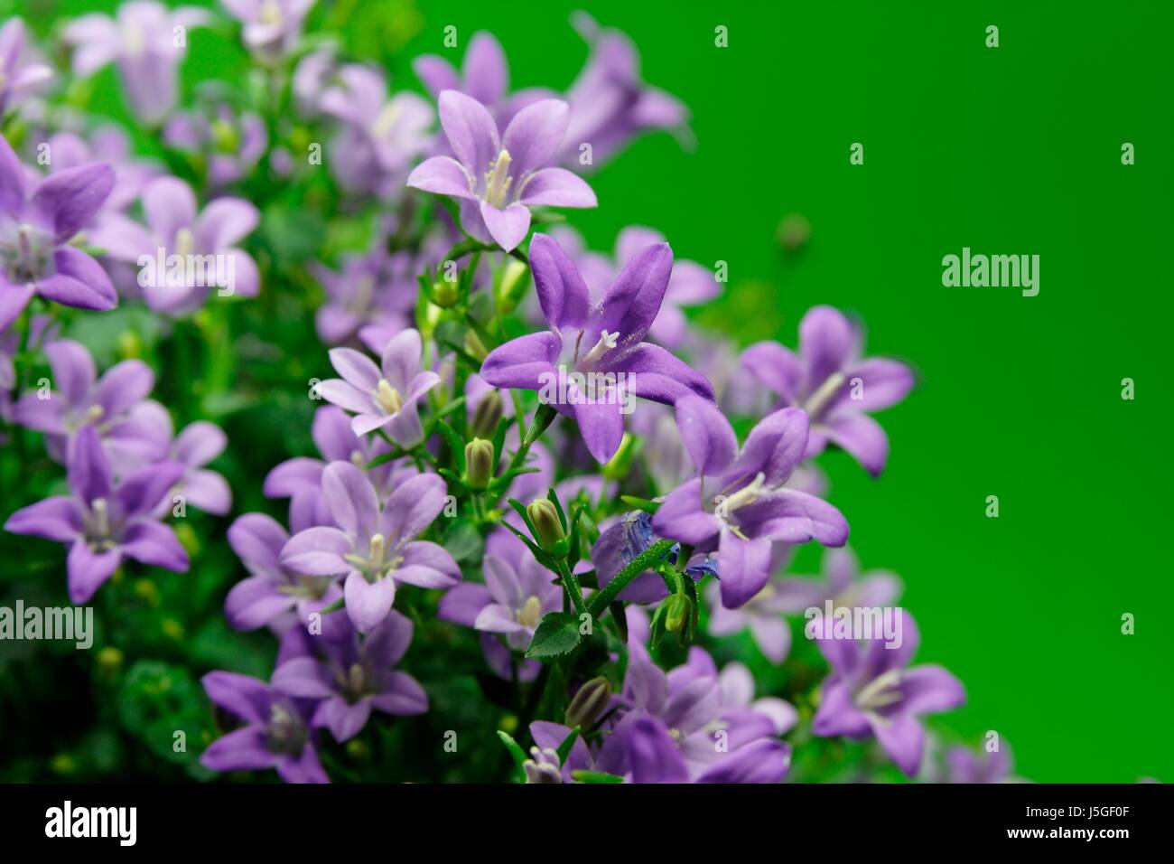 Blue macro close-up di ammissione macro vista ravvicinata di piante e fiori fioriscono verde Foto Stock