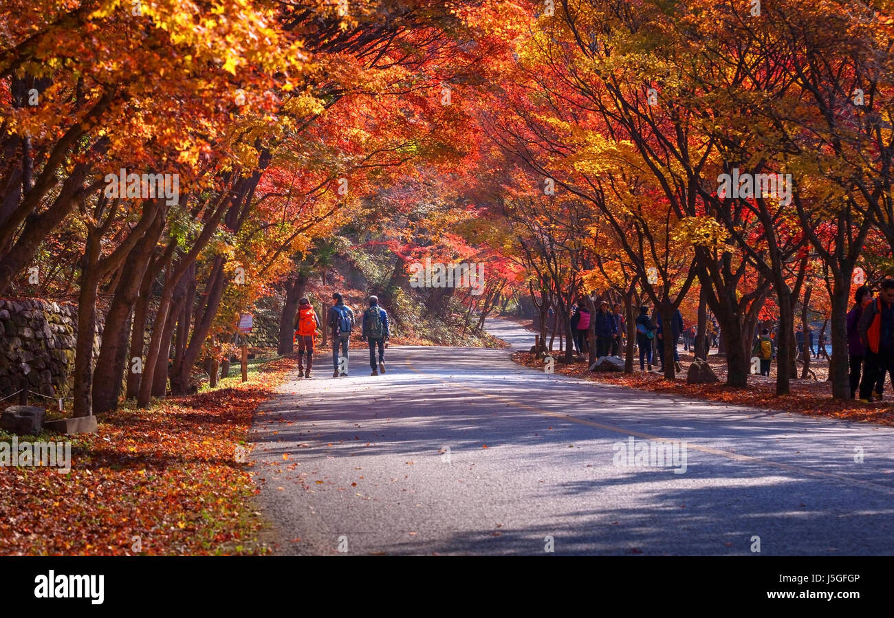 NAEJANGSAN,COREA - Novembre 10, 2014: Naejangsan parco nazionale nella stagione autunnale,Corea del Sud il 10 novembre 2014. Foto Stock