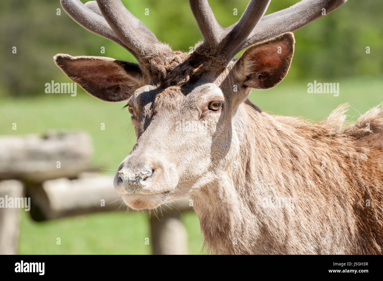 Bellissimo ritratto di cervo Foto Stock