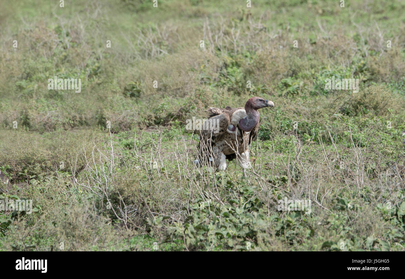 Rueppell il grifone (Gyps rueppellii) Vulture su terra nel nord della Tanzania Foto Stock