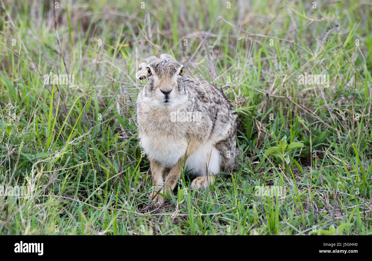 Scrub selvatico lepre (Lepus saxatilis) seduto in erba nel nord della Tanzania Foto Stock