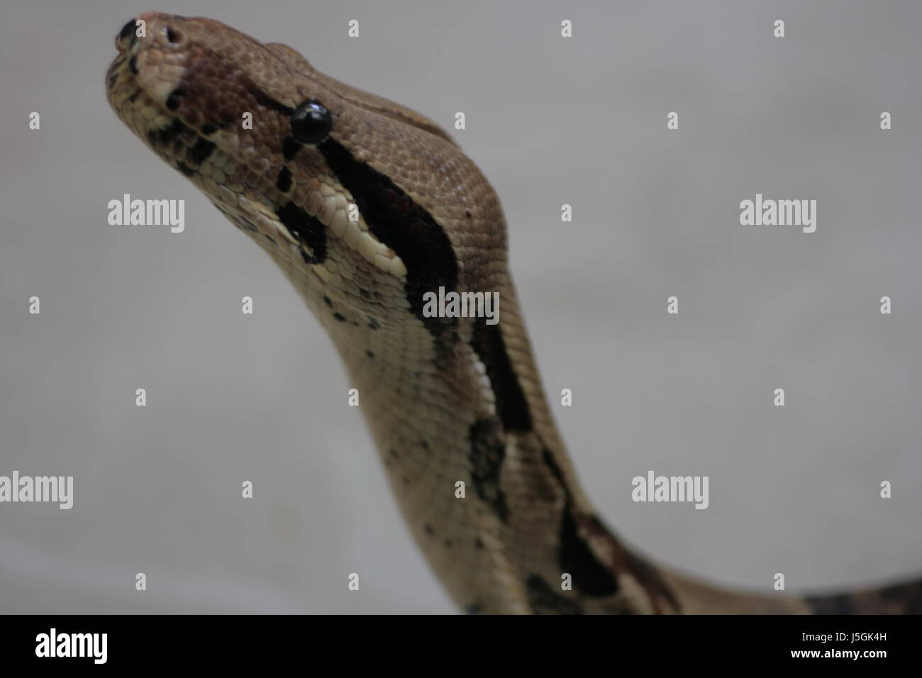 Indonesia,terrarium,snake,filippine,indo-Cina,wrgeschlange,python reticulatus Foto Stock