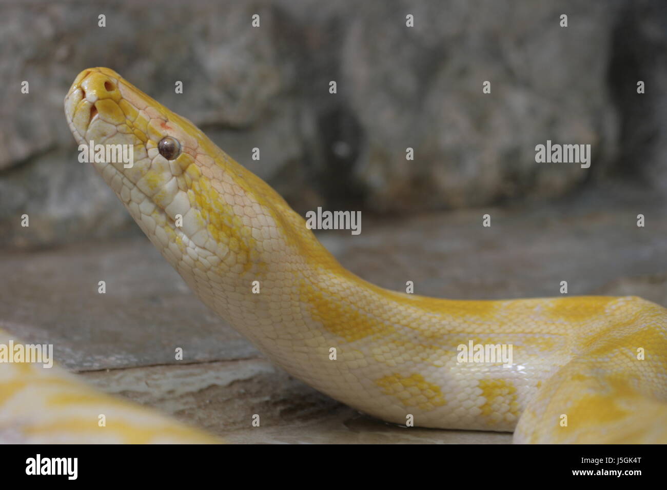 Asia Indonesia Malaysia terrarium snake python molorus birmania bivittatus Foto Stock