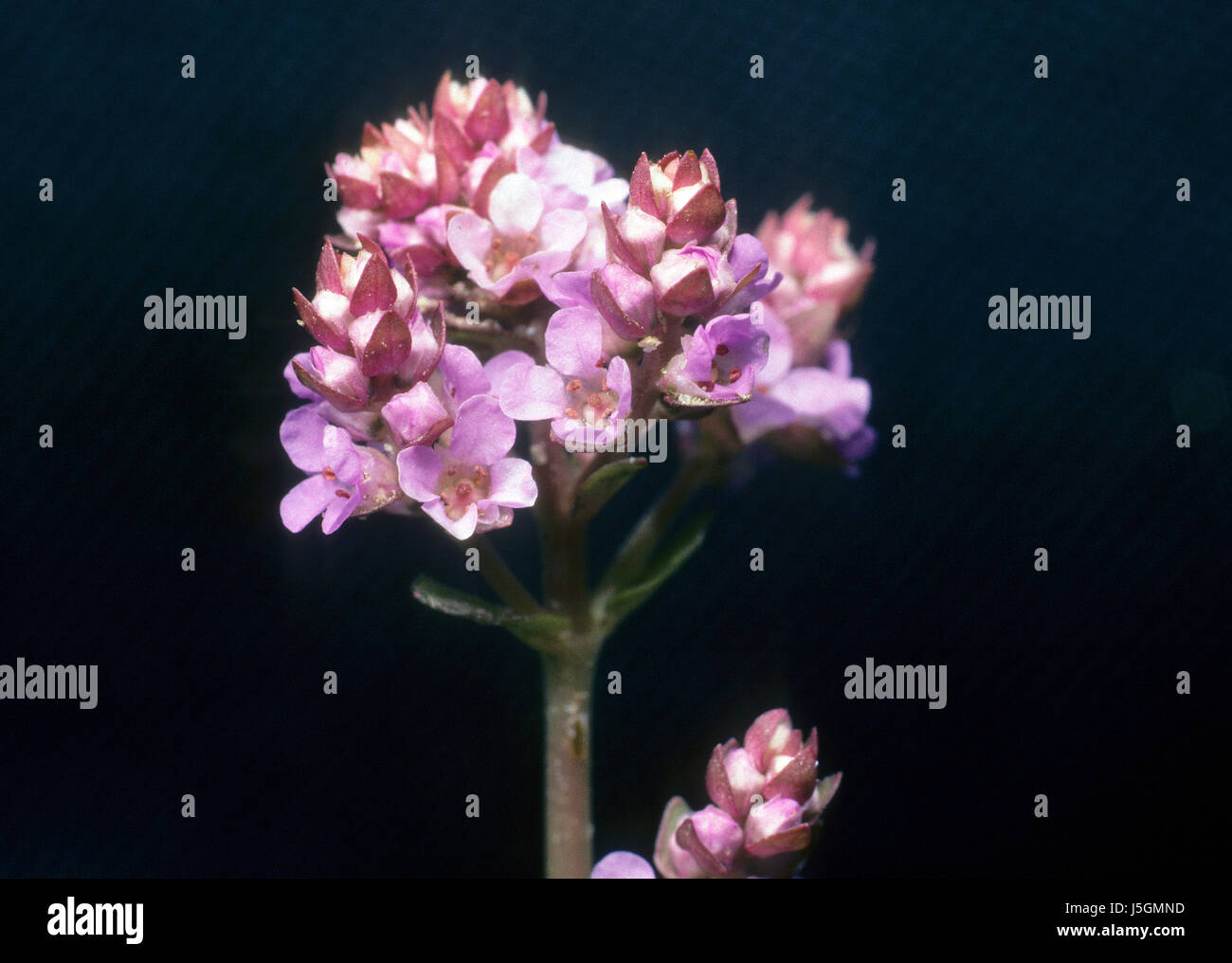 Piante e fiori viola flora viola la natura blumenpflanze rotala rotundifolia Foto Stock