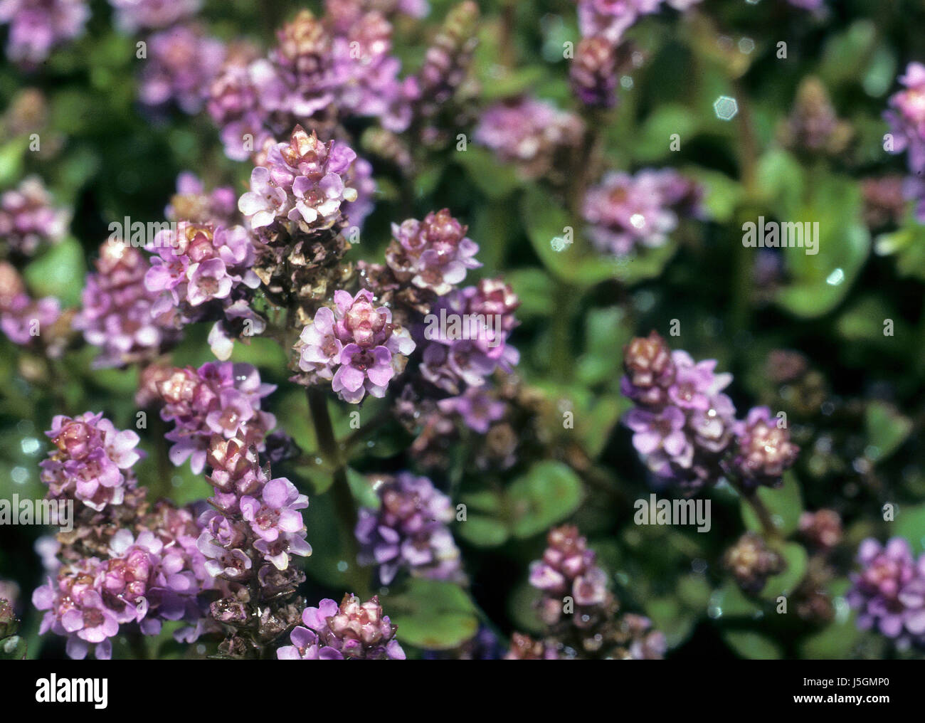 Piante e fiori viola flora viola la natura blumenpflanze rotala rotundifolia Foto Stock