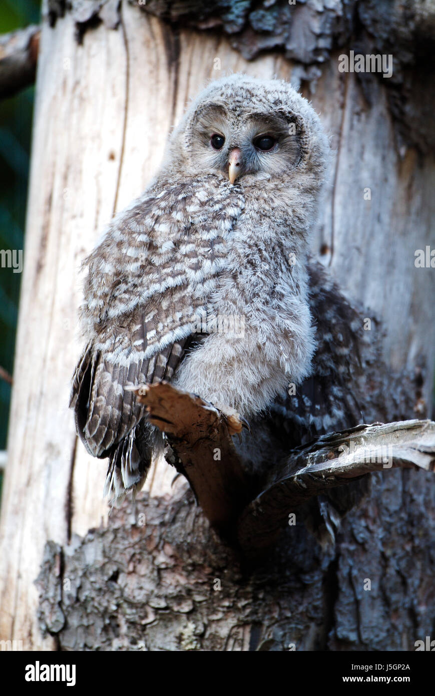Tree cacciatore di uccelli Uccelli raptor ramo owl cuscini foresta habichtskauz natura Foto Stock