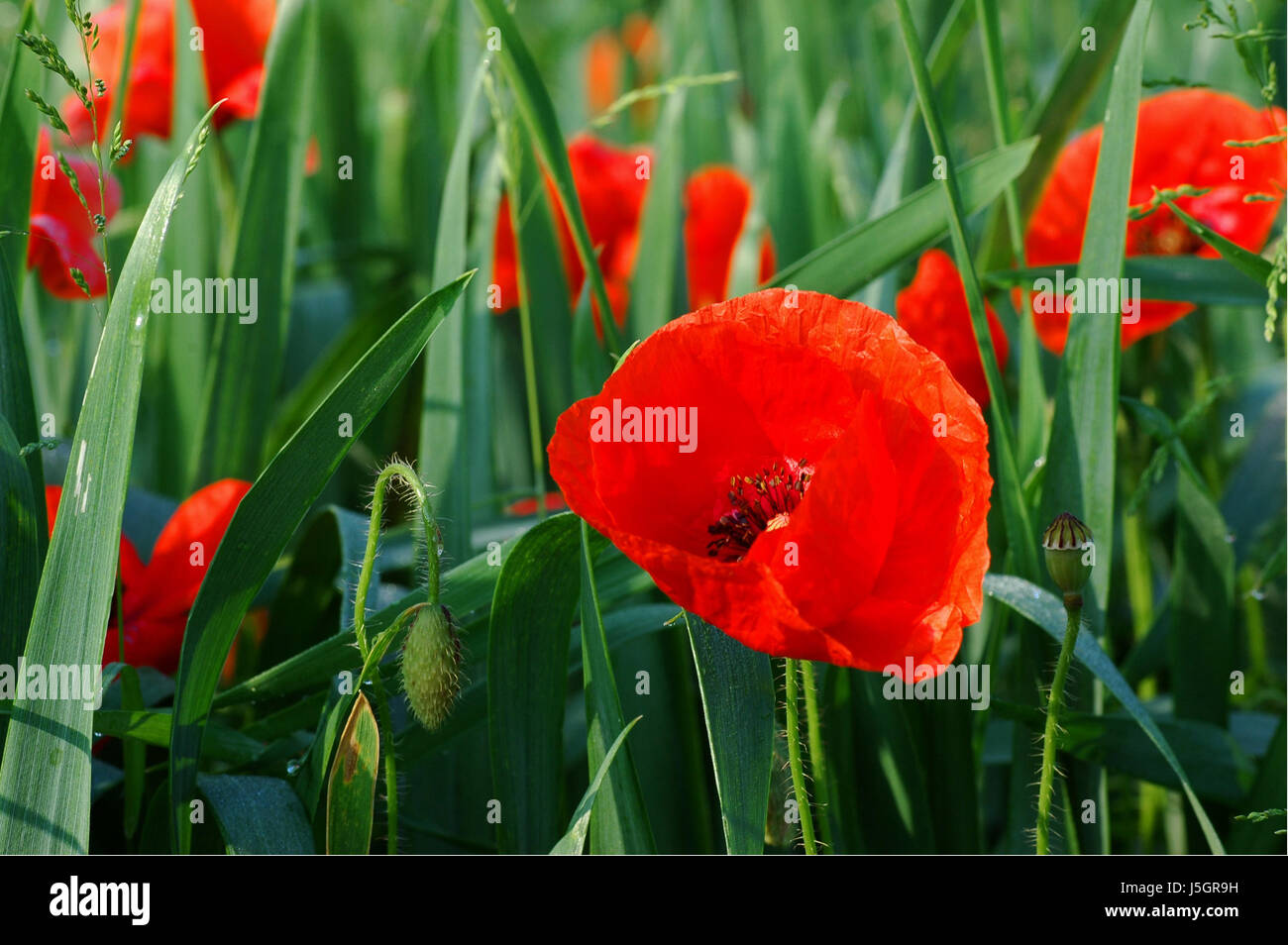 mohn2 Foto Stock