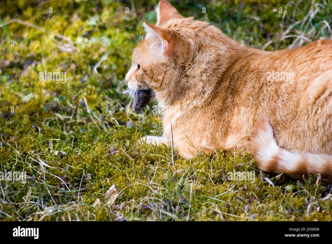 Gioco del gatto col topo Foto Stock