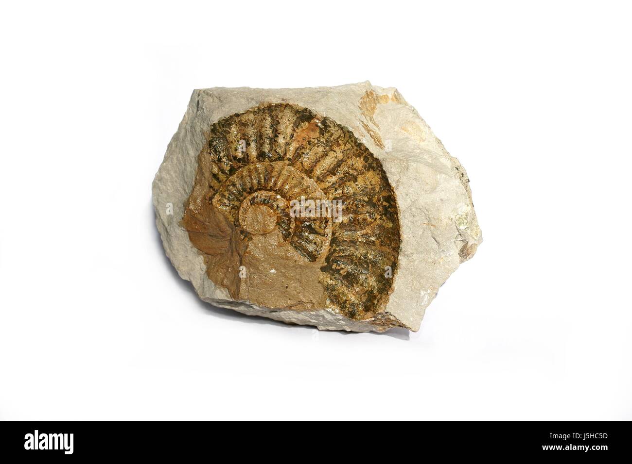 Scheletro pietrificato evoluzione fossili geologia giurassica fossili vecchie ammonit Foto Stock