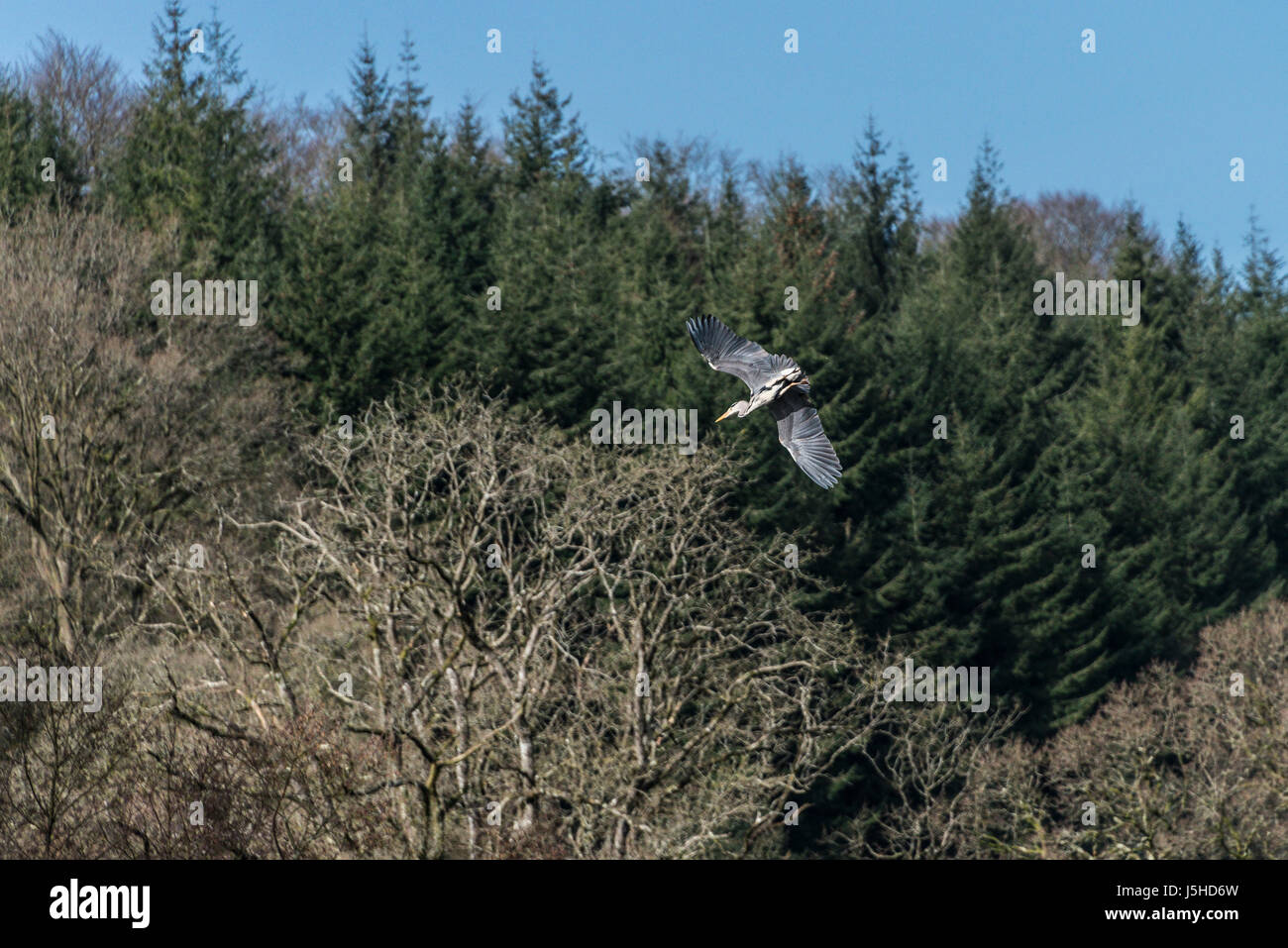 Un Airone cinerino (Ardea cinerea) arrivando a terra in corrispondenza di un angolo ripido Foto Stock