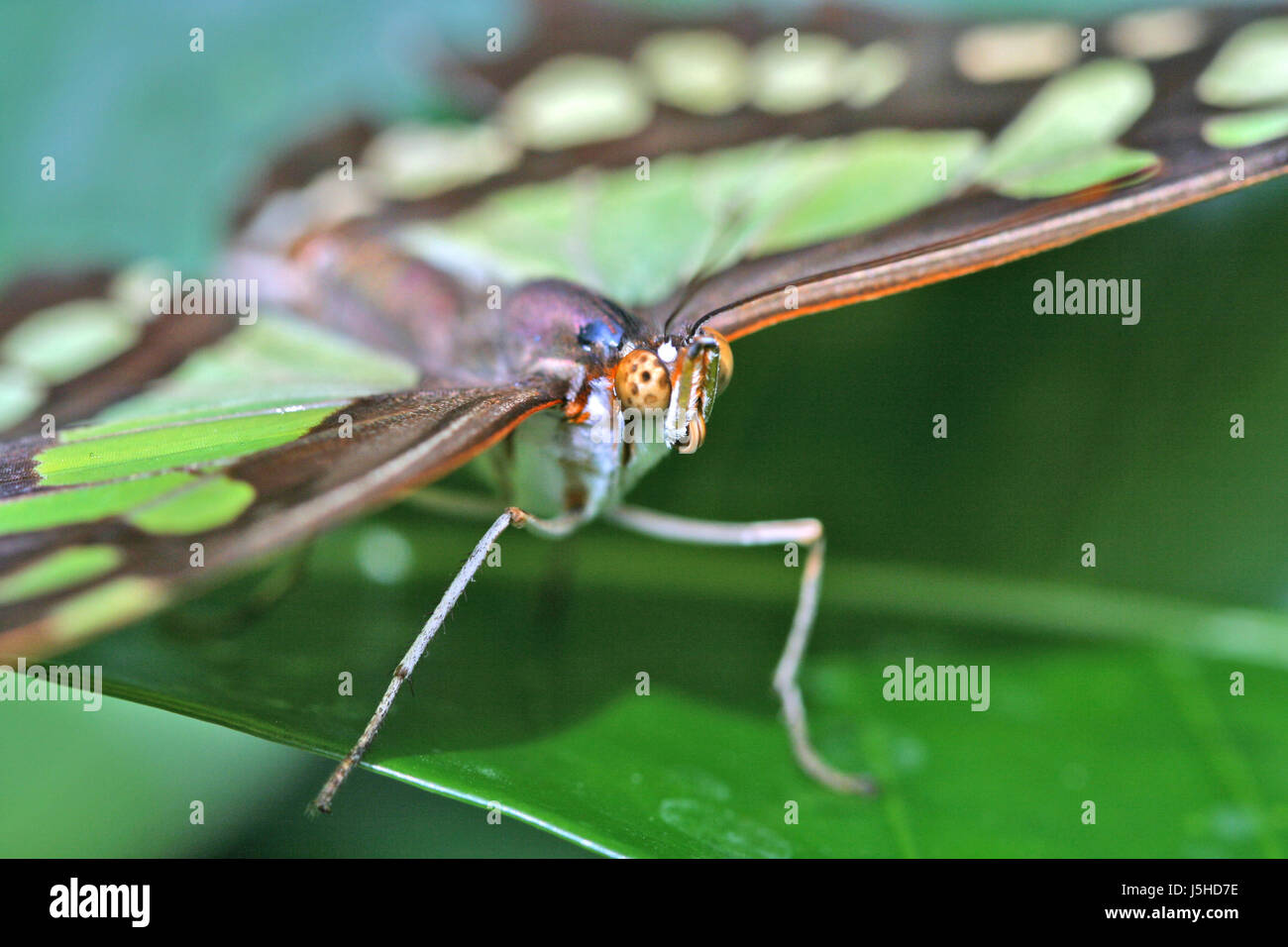 Macro Close-up di ammissione macro vista ravvicinata di insetti animali farfalla verde moth Foto Stock