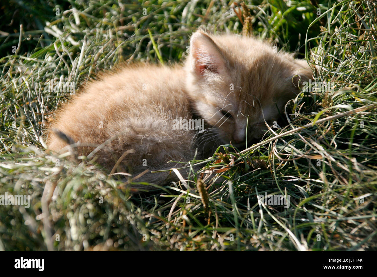 Foto di piccole Pussys