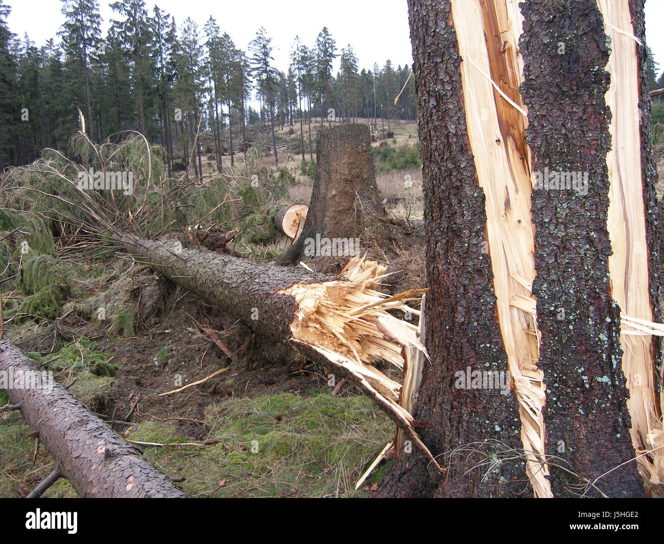 Pericolo di alberi ad albero tronco di legno di pino tuono assicurazione-storm fir resina moss vento Foto Stock