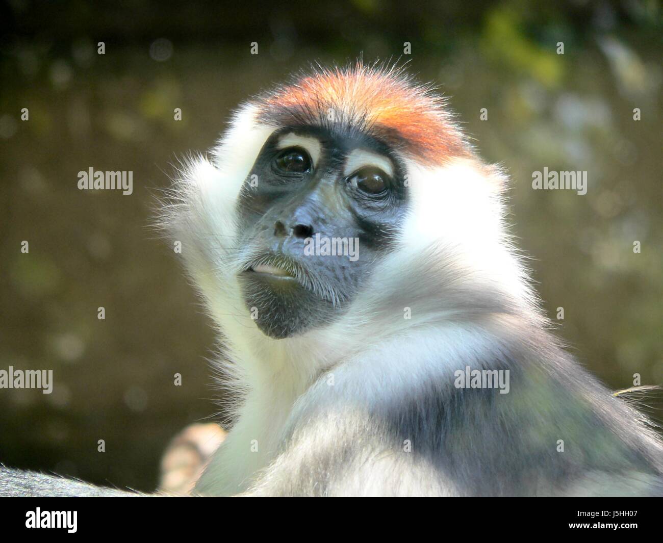 Alberi ad albero animale mammifero bruno marrone brunette animali faccia gli occhi di scimmia zoo Foto Stock