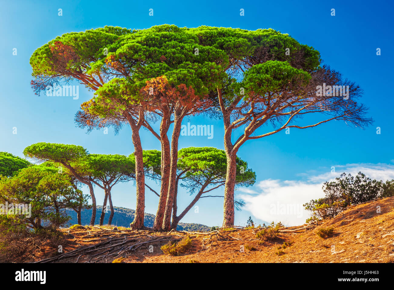 Alberi di pino sulla Corsica, Francia, Europa. Foto Stock