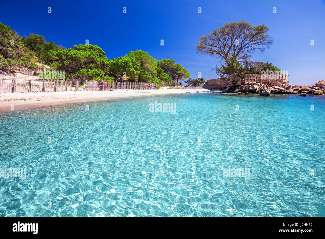 Famoso Pine Tree sulla spiaggia di Palombaggia con azure acqua limpida e spiaggia di sabbia sulla parte sud della Corsica, Francia Foto Stock