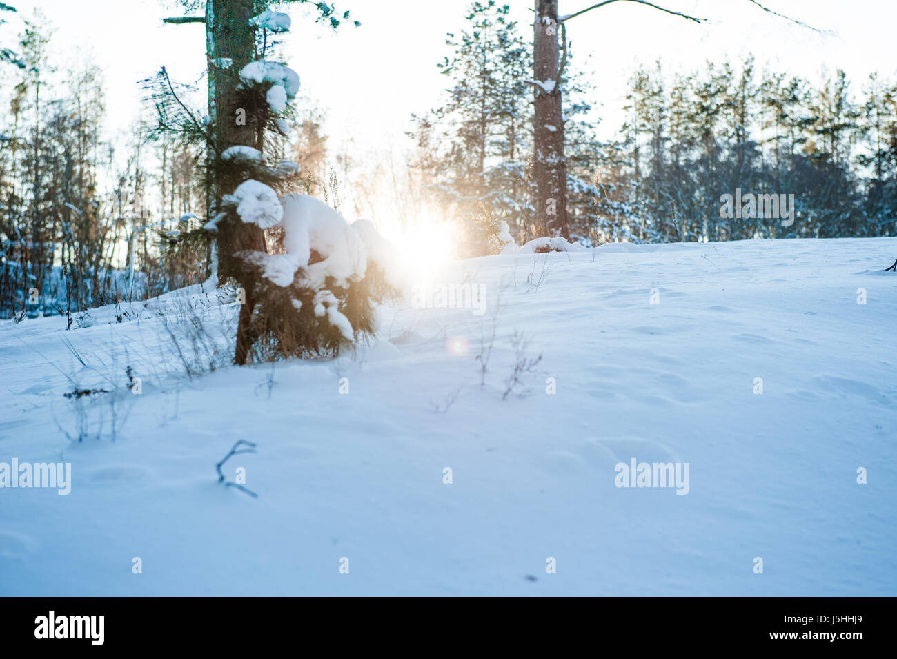 Luce solare in inverno foresta con bianco neve fresca e pini Foto Stock