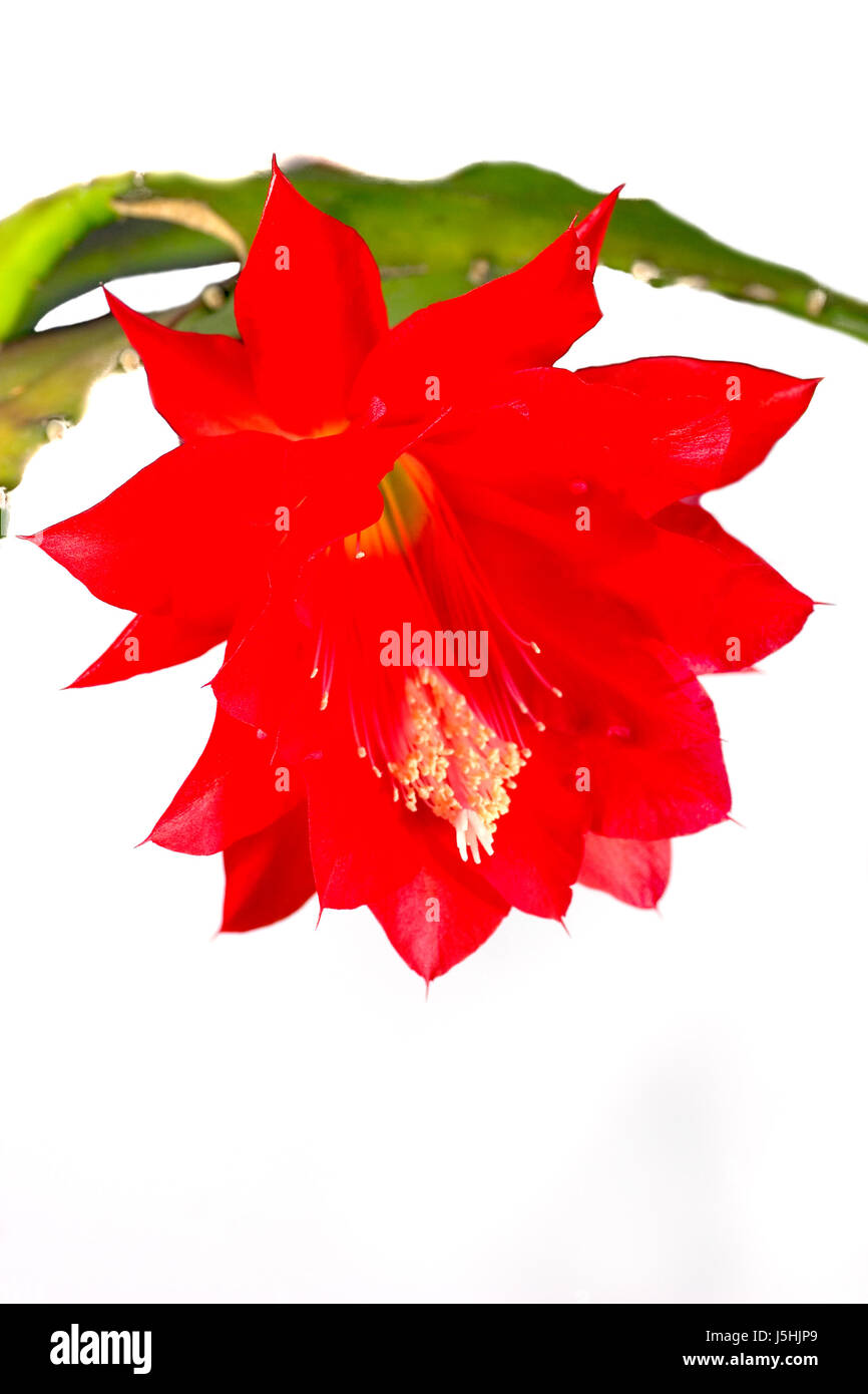 cactus di foglia rossa Foto Stock