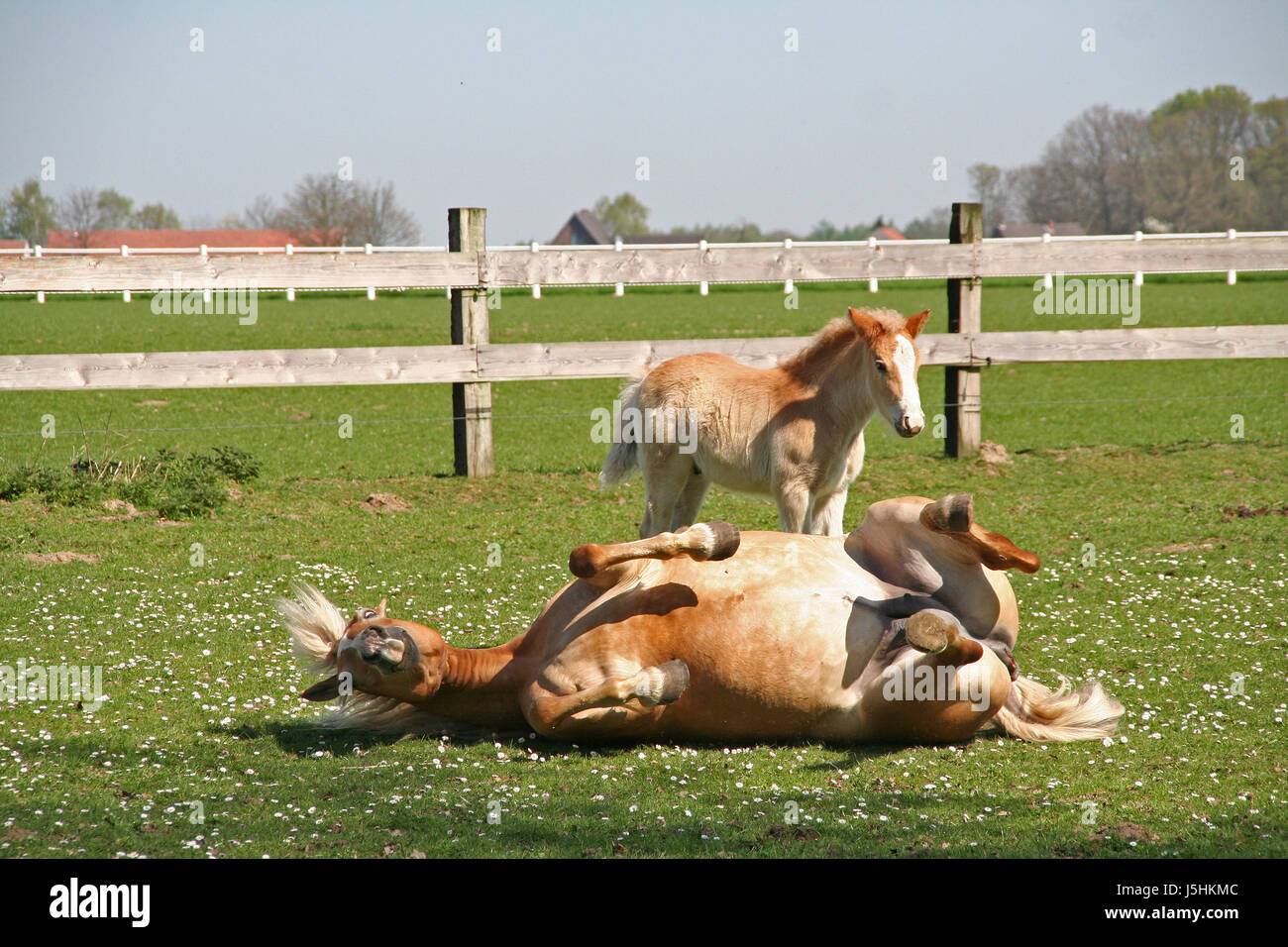 Giri a cavallo pet animali domestici horse riding puledro animale della fattoria equitazione kiss pferdewiese Foto Stock