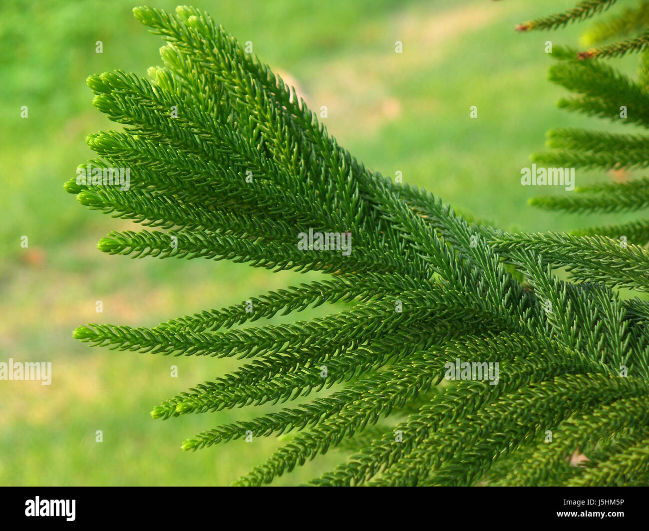 Close-up di un verde vibrante Cook Pino lascia nel pomeriggio la luce del sole Foto Stock