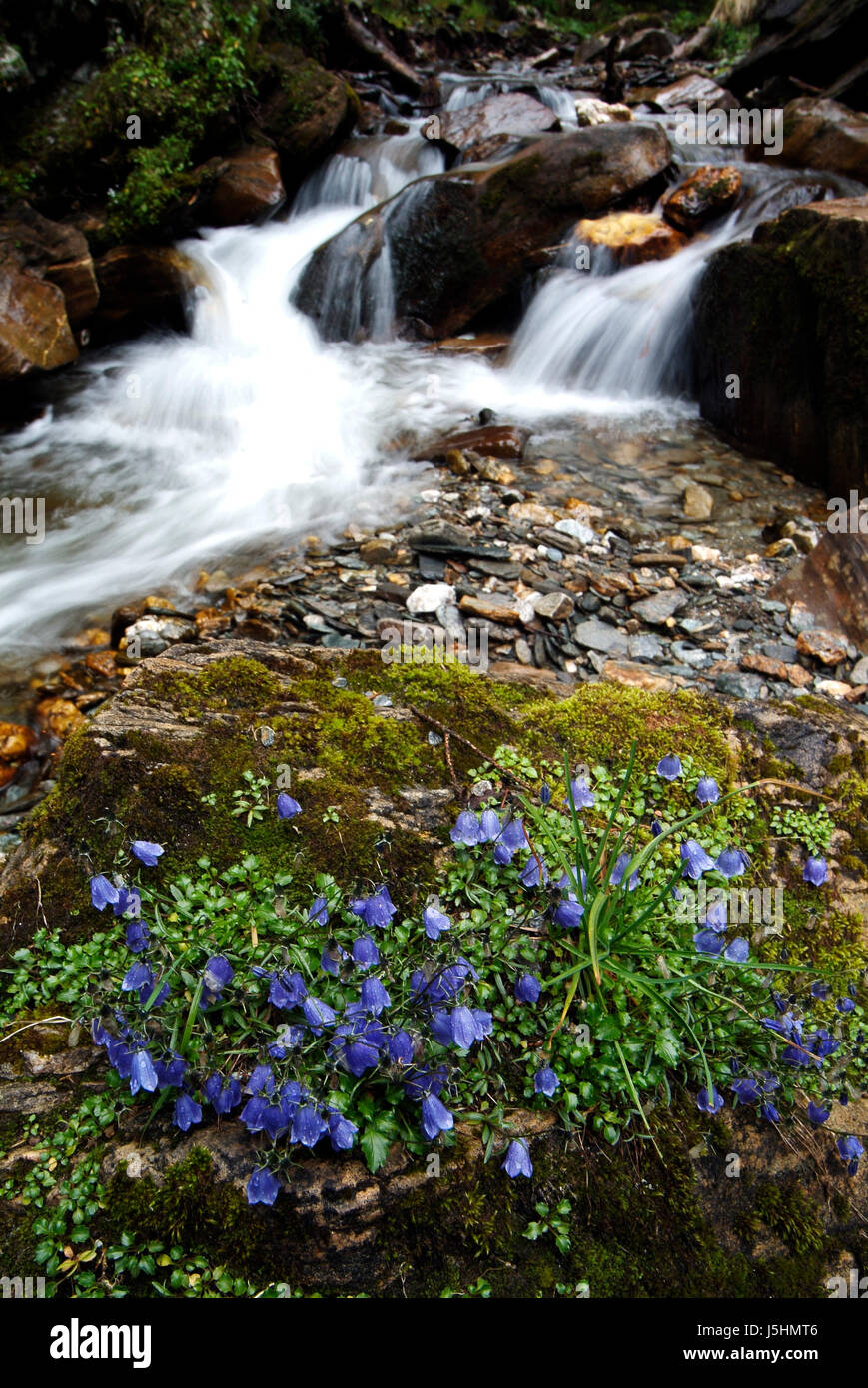 Blue Mountains di piante e fiori Parco Nazionale alpi austriaci foresta vergine corrente Foto Stock