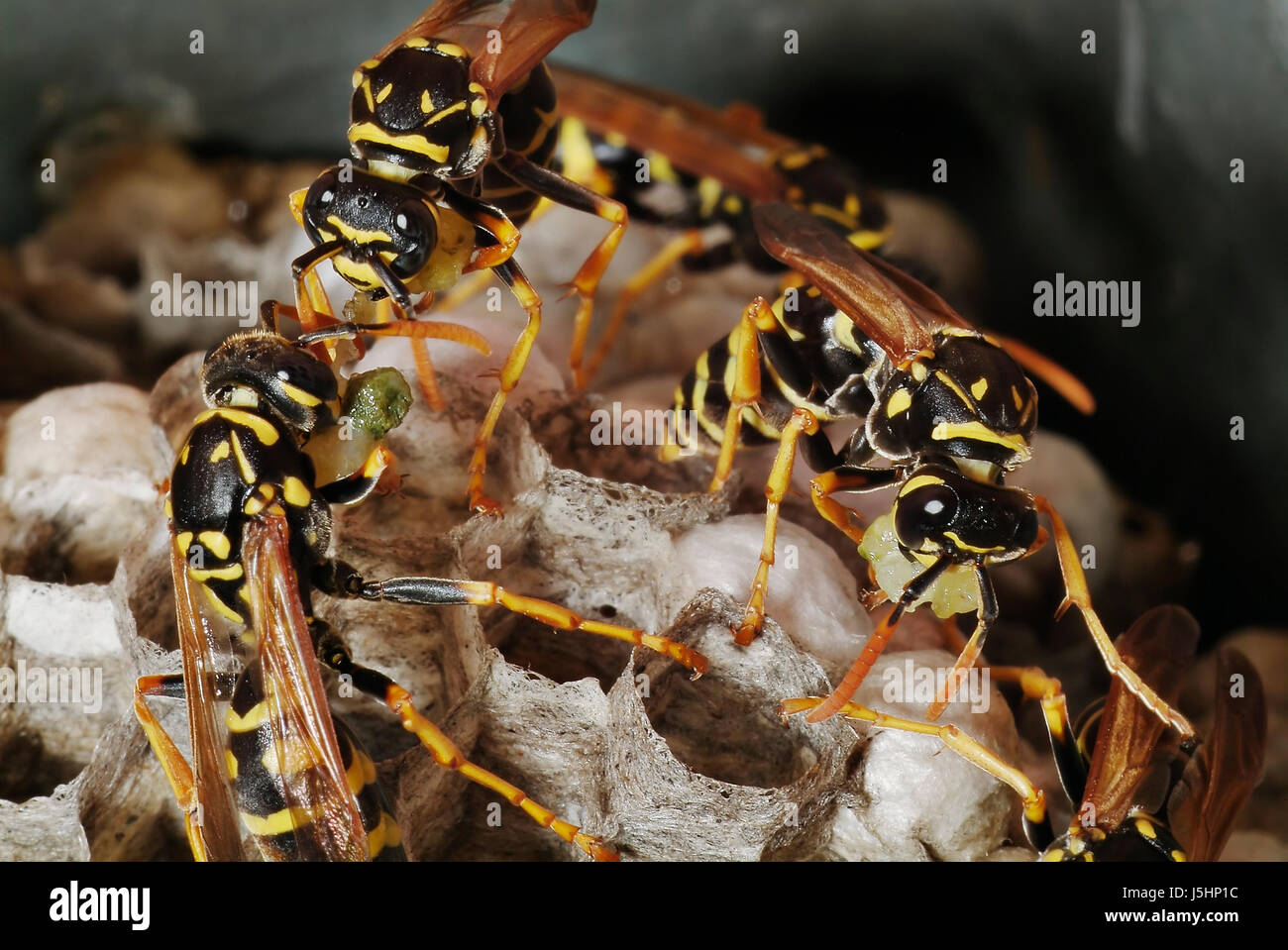 Macro Close-up di ammissione macro vista ravvicinata di insetto swarthy nero profondo jetblack Foto Stock