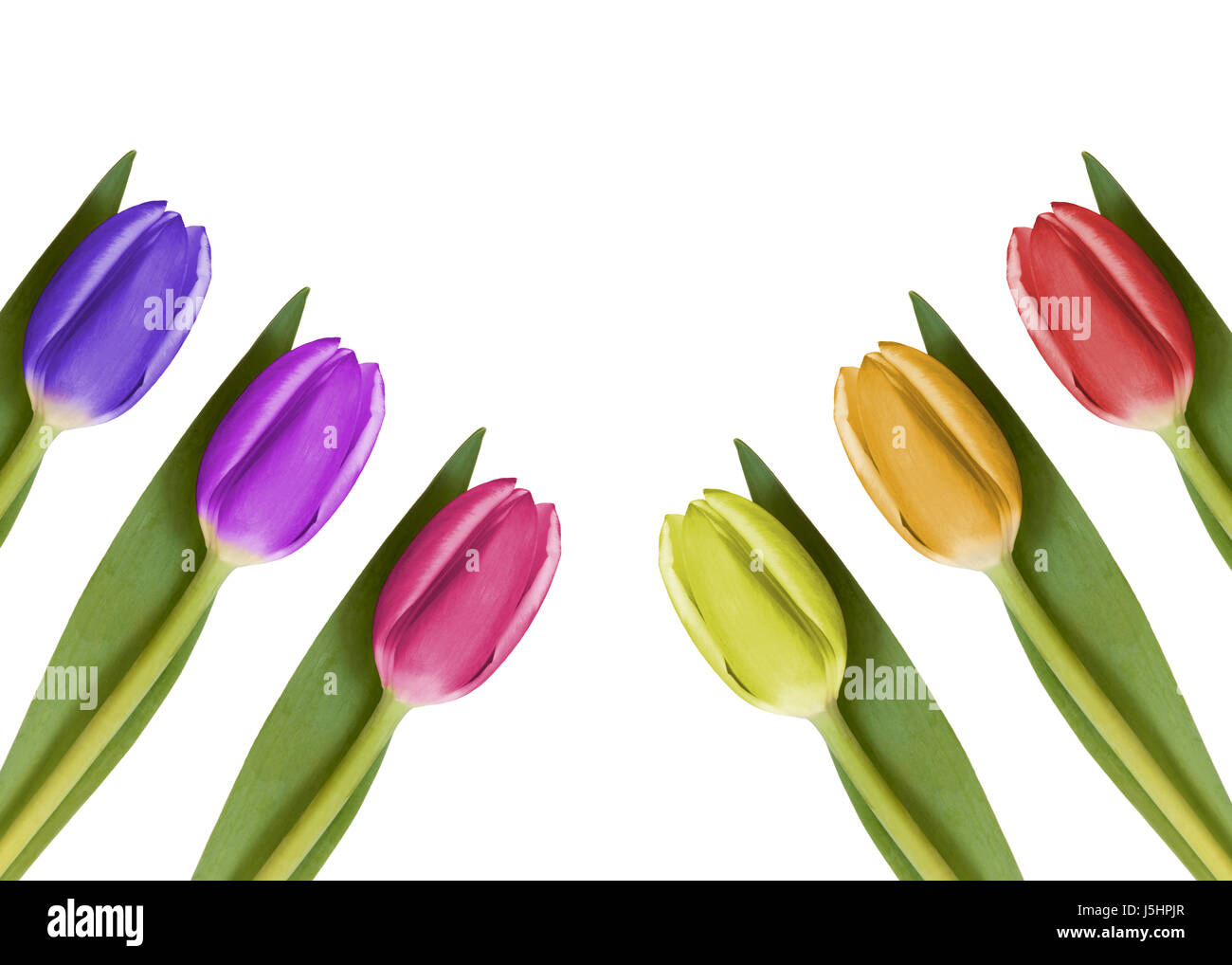 2 x 3 tulipani Foto Stock