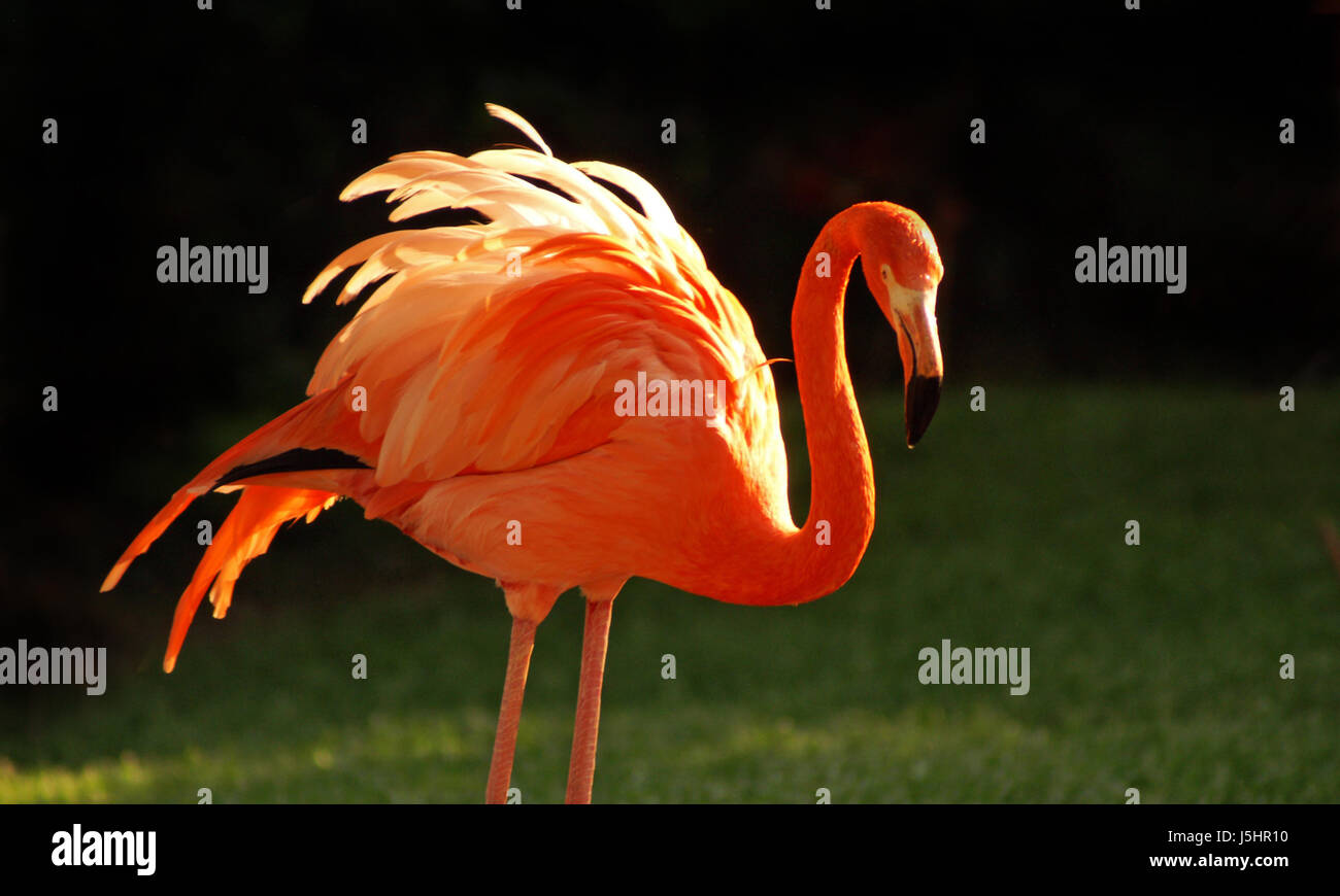 Phoenix Foto Stock