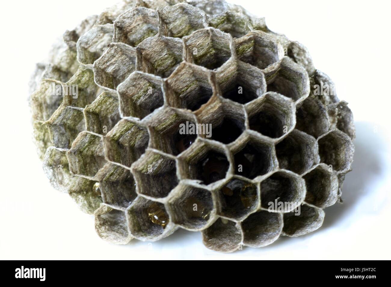 Gli insetti,wasp,favi,vespe,favo di miele,vespiary,larve,grigio, grigio Foto Stock