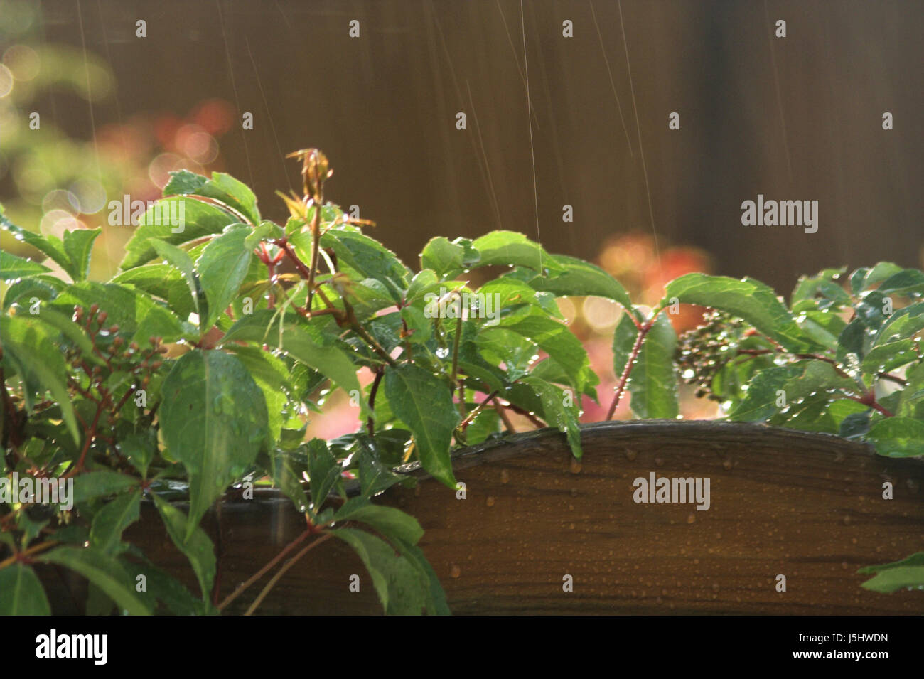 Verde foglia selvatica pianta rampicante umido impianto decorativo sunshine aumento scalare Foto Stock