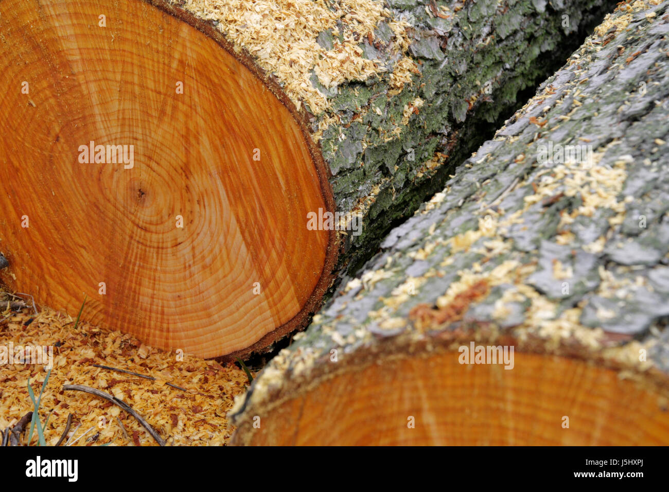 Tronco di legno tribù sezione di taglio, segati di legno duro gli anelli annuali battuto caducifoglie Foto Stock