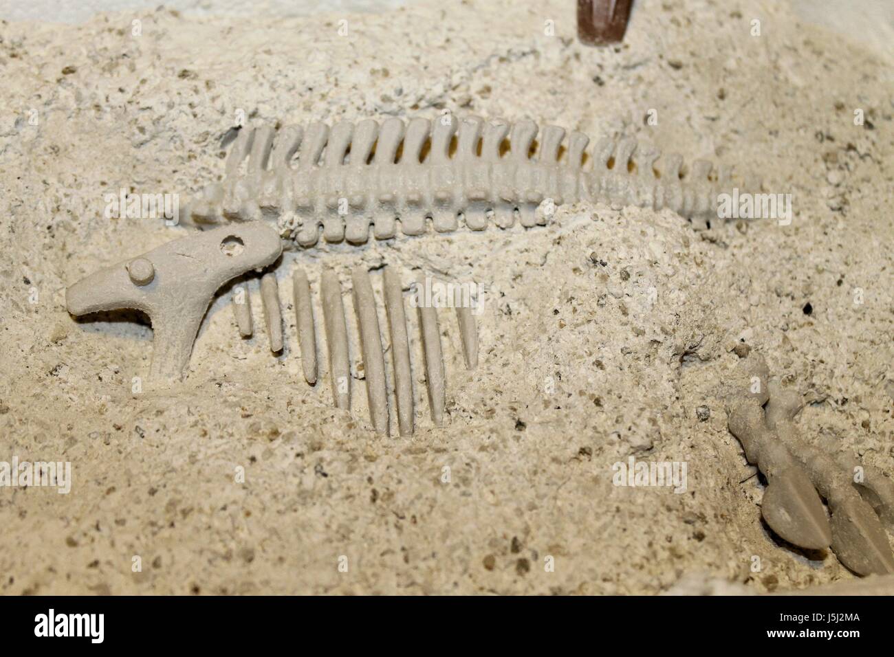 Archeologo lavora un fossile in pietra bianca Foto Stock